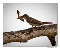Grey Kingbird