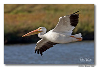 American White Pelican