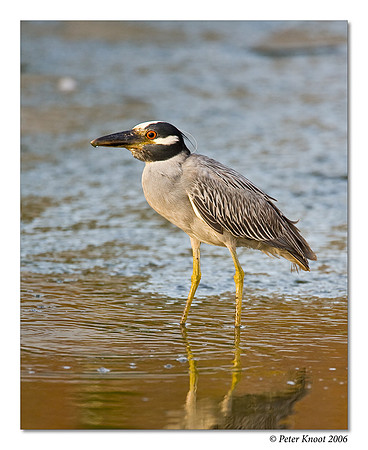 Yellow-crowned Night-Heron