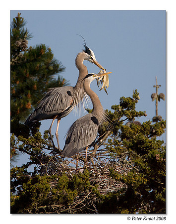 Great Blue Heron