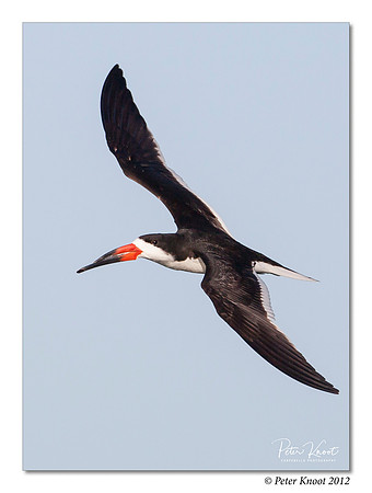 Black Skimmer