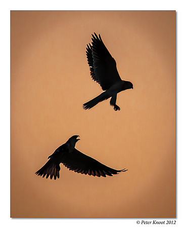 White-tailed Kites