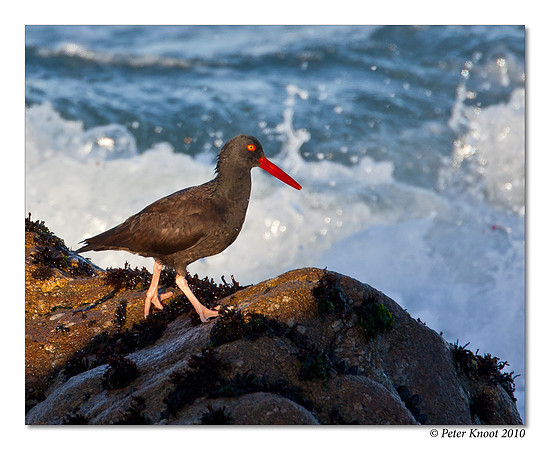 Black Oystercatcher