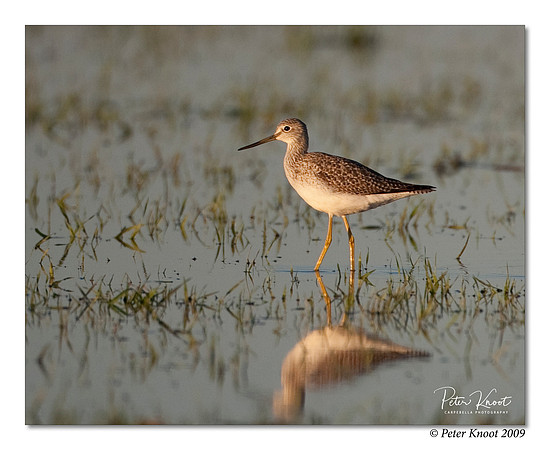 Lesser Yellowlegs