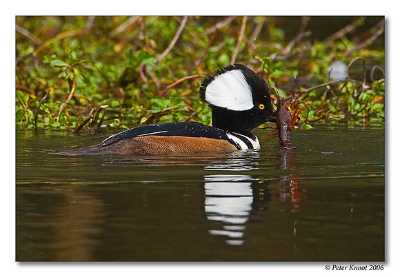 peter_hooded_merganser_1