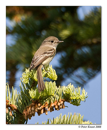 Dusky Flycatcher
