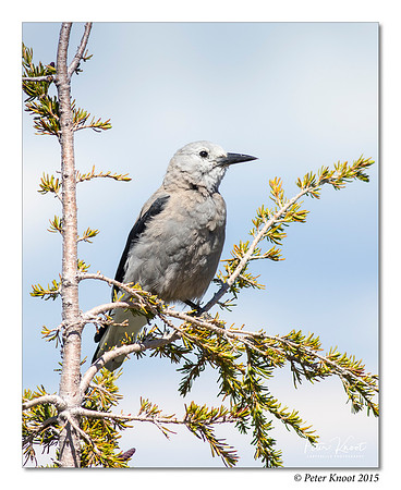Clark's Nutcracker