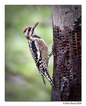 Yellow-bellied Sapsucker