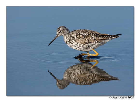Greater Yellowlegs