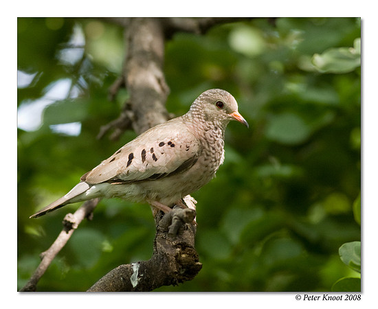 Common Ground Dove