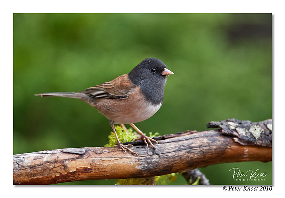 Dark-eyed Junco