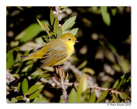 Orange-crowned Warbler