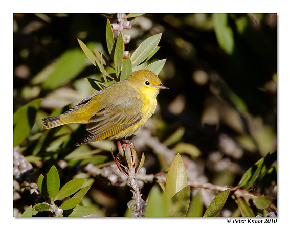 Orange-crowned Warbler