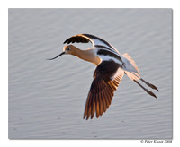 American Avocet