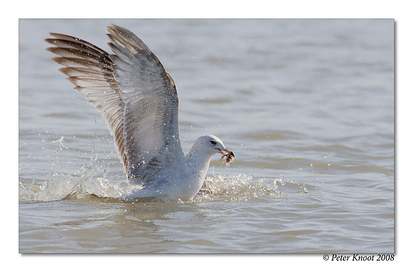 Ring-billed Gull