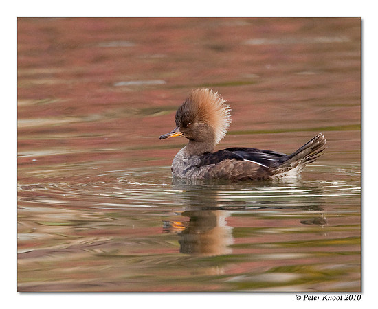 Hooded Merganser