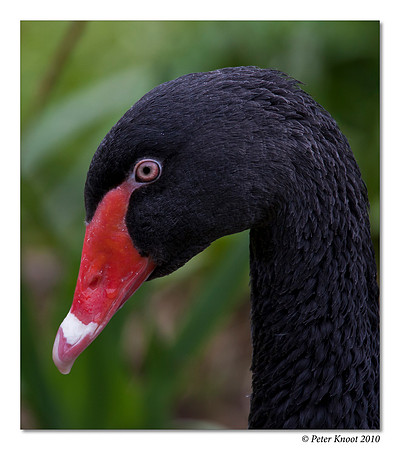 Black Swan