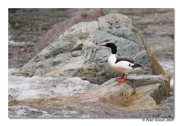 Common Merganser