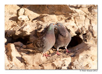 Rock Dove