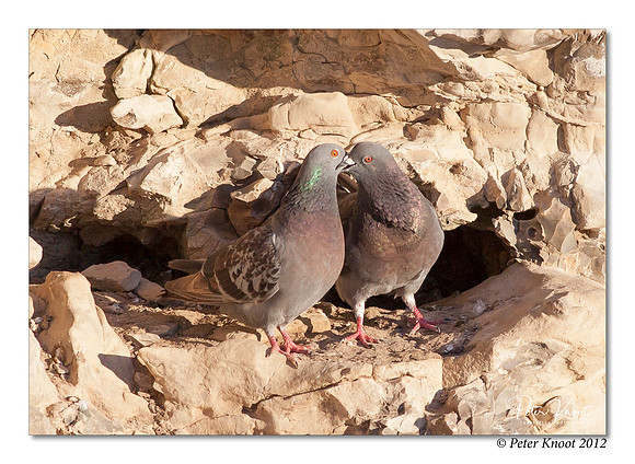 Rock Dove