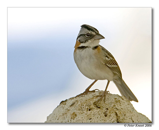 Rufous-collared Sparrow