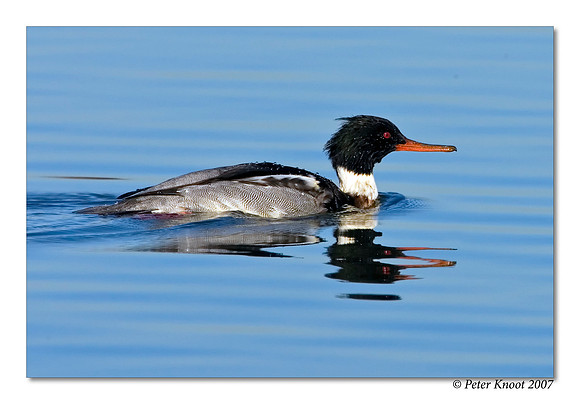 Red-breasted Merganser