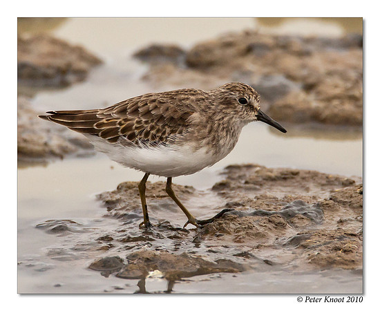 Least Sandpiper