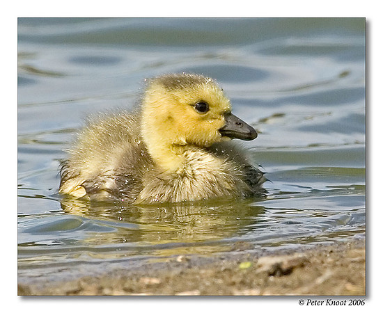 Canada Goose