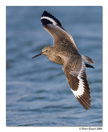 Willet