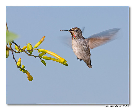 Anna's Hummingbird