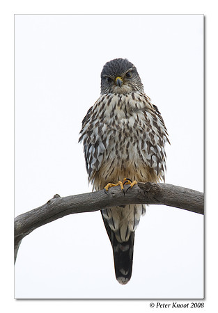 Merlin