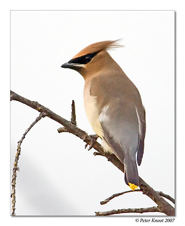 Cedar Waxwing