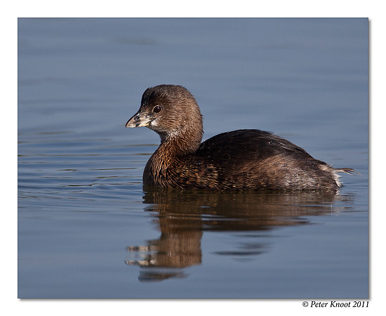 Pied-billed Grebe