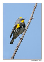 Yellow-rumped Warbler