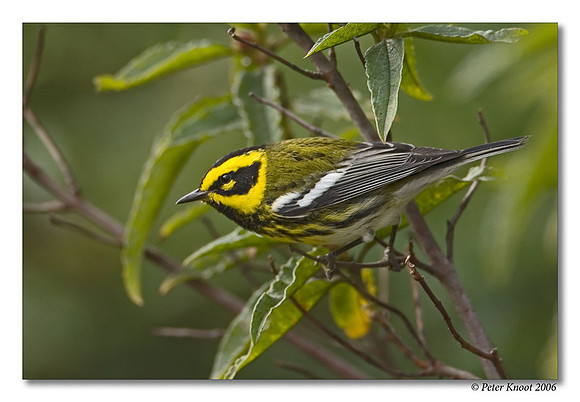 Townshend's Warbler