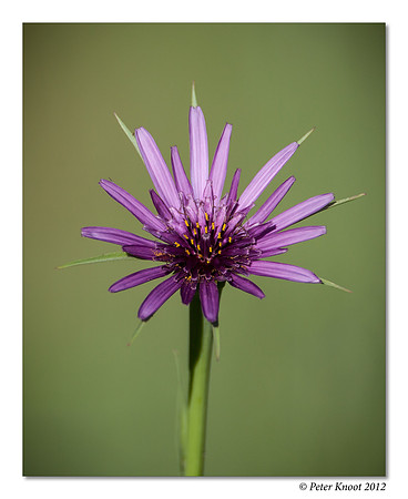 Wildflower