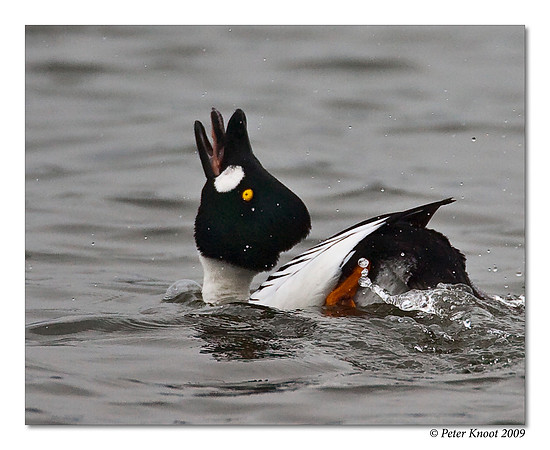 Common Goldeneye