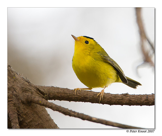 Wilson's Warbler