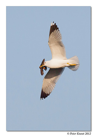 Western Gull