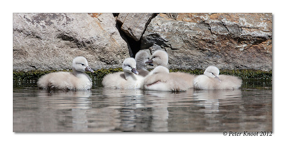 Mute Swan