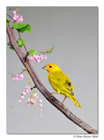 Saffron Finch
