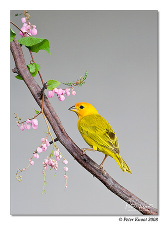 Saffron Finch