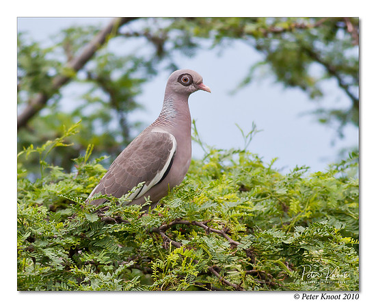Bare-eyed Pigeon