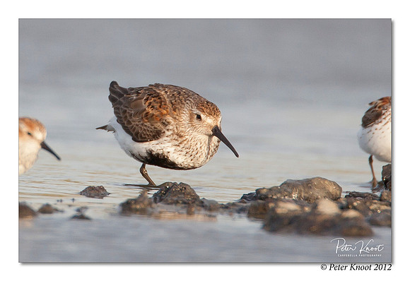 Dunlin