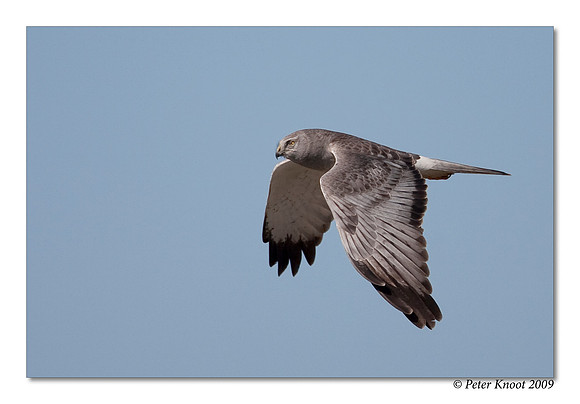Northern Harrier