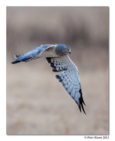 Northern Harrier