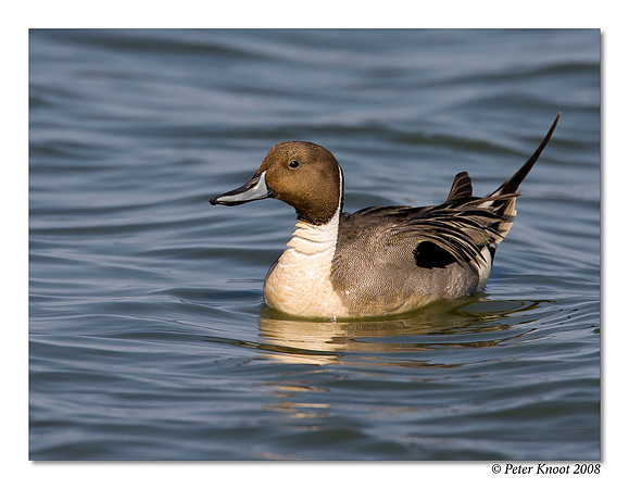 Northern Pintail