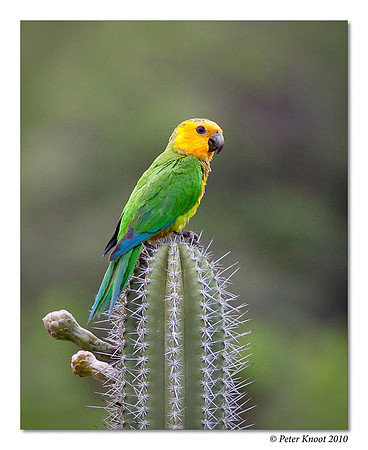 Brown-throated Parakeet