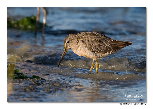 Short-billed Dowitcher