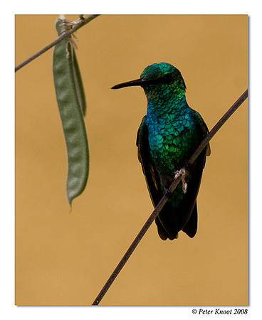 peter_emerald_hummingbird_5